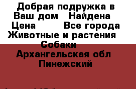 Добрая подружка,в Ваш дом!!!Найдена › Цена ­ 10 - Все города Животные и растения » Собаки   . Архангельская обл.,Пинежский 